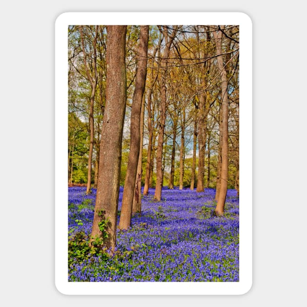 Bluebell Woods Greys Court Oxfordshire England Sticker by AndyEvansPhotos